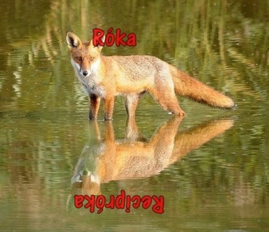 roka